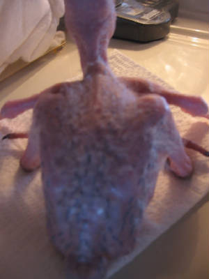kiwi14janv.06plumesapparantepoids161g.jpg